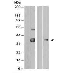 Western blot of HEK293 overexpressing WISP1-FLAG probed with anti-FLAG in the left panel and with WI