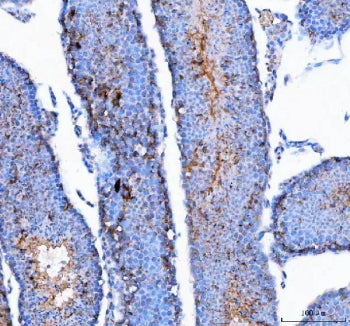 IHC staining of FFPE mouse testis tissue with CMG-1 antibody. HIER: boil tissue sections in pH8 EDTA