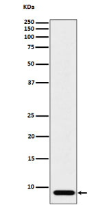 Western blot analysis of ATP5G1 expression in human HeLa cell lysate using the ATP5G1 antibody. A si