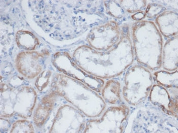IHC staining of endogenous biotin in FFPE human kidney tissue with Biotin antibody (clone BTN399). H