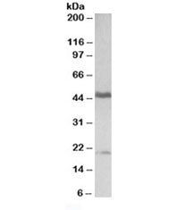Western blot testing of human tonsil lysate with GATA3 antibody at 0.3ug/ml. Predicted molecular wei
