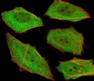 VCP Antibody