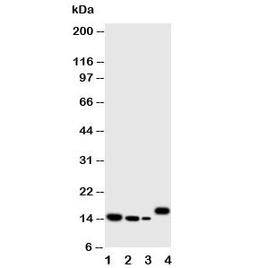 Western blot testing of IL-4 antibody and Lane 1: recombinant human protein 10ng; 2: 5ng; 3: 2.5ng; 