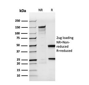 BrdU Antibody / Bromodeoxyuridine
