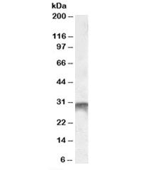 DLX5 Antibody