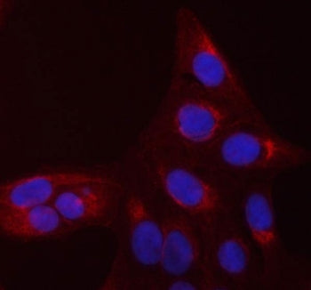 Immunofluorescent staining of FFPE human U-2 OS cells with CDC42 antibody (red) and DAPI nuclear sta