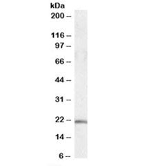 Western blot testing of human cerebellum lysate with U2AF1L4 antibody at 0.1ug/ml. Predicted molecul