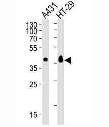 EpCAM Antibody