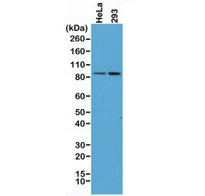 Western blot of human HeLa and 293 cell lysate using recombinant Beta Catenin antibody at 1:400. Pre