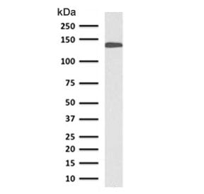 Western blot testing of human small intestine lysate with CDH17 antibody (clone CDN17-1). Predicted 