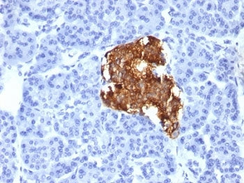 Insulin Antibody