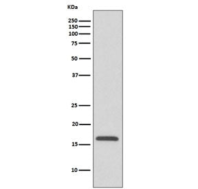 Western blot testing of human HepG2 cell lysate with COX IV antibody. Predicted molecular weight ~20 kDa.