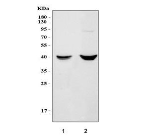 Western blot testing of 1) rat liver and 2) mouse liver tissue lysate with Vegfc antibody. Predicted
