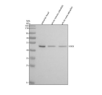 Western blot analysis of Sgce protein using Zebrafish Sgce antibody and 1) zebrafish head, 2) whole 