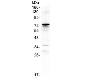 Western blot testing of human placental tissue lysate with C9 antibody at 0.5ug/ml. Expected molecul