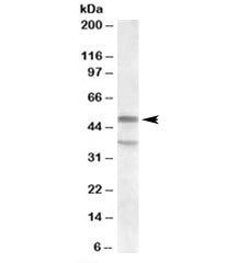 Western blot testing of KELLY lysate with HTR7 antibody at 1ug/ml. The expected ~50kDa band and the 