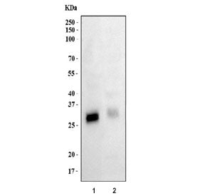 FHL3 Antibody