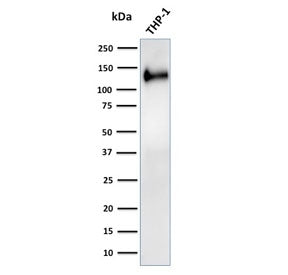 Western blot testing of human ThP-1 cell lysate with recombinant CD31 antibody. Expected molecular w