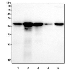 LGALS3 Antibody / Galectin 3