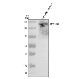 Western blot analysis of Zmynd8 protein using Zebrafish Zmynd8 antibody and zebrafish embryo tissue 
