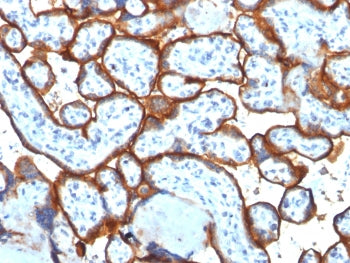 IHC testing of FFPE human placenta tissue with Transferrin Receptor / CD71 antibody (clone TFRC/1817