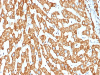 IHC testing of FFPE human liver tissue with PHB antibody (clone PHB/1882). Required HIER: boil tissu
