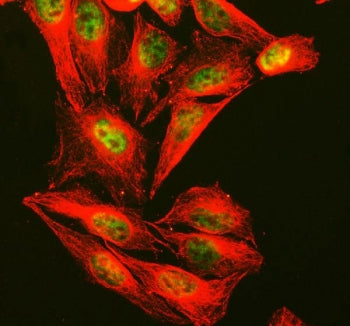 Immunofluorescent staining of FFPE human U-2 OS cells with CTCF antibody (green) and Alpha Tubulin m