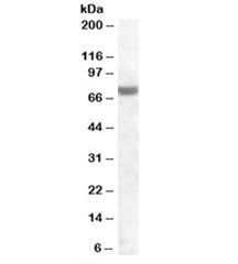 Western blot testing of human heart lysate with FEM1A antibody at 1ug/ml. Predicted molecular weight