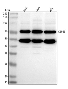 Western blot analysis of CEP63 using anti-CEP63 antibody. Lane 1: human 293T whole cell lysates, Lan
