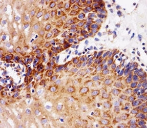 EGF Receptor / EGFR Antibody, 0.4ml