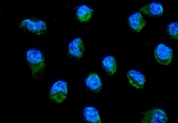Immunofluorescent staining of FFPE human HeLa cells with MT-ND6 antibody (green) and DAPI nuclear st