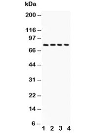 Tau Antibody