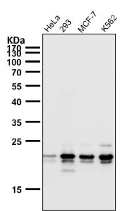 Western blot testing of human samples using the HN1 antibody at 1:1000 dilution for 1 hour at room t