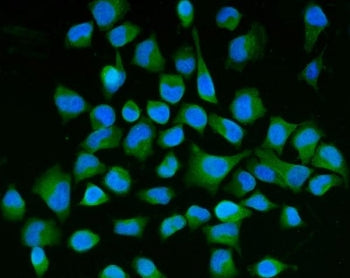 Immunofluorescent staining of FFPE human HeLa cells with SEMA3B antibody (green) and DAPI nuclear st