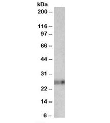 Western blot testing of mouse thymus lysate with Ephrin A1 antibody at 0.01ug/ml. Predicted molecula