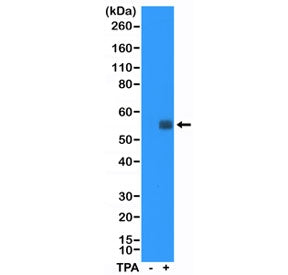 c-Fos Antibody