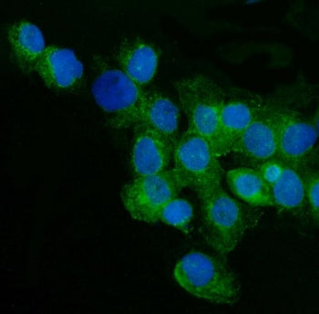 Immunofluorescent staining of FFPE human A431 cells with CD59 antibody (green) and DAPI nuclear stai
