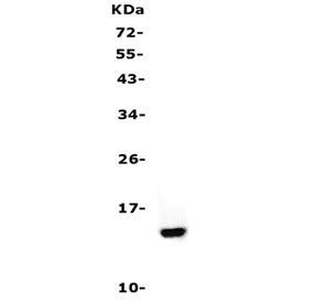 Cystatin A Antibody