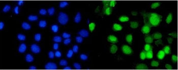 RBBP4 Antibody / RbAp48 / NURF55