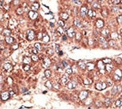LRP2 Antibody (Megalin)