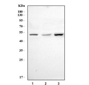 Western blot testing of 1) rat thymus, 2) mouse spleen and 3) mouse thymus tissue lysate with Foxp3 