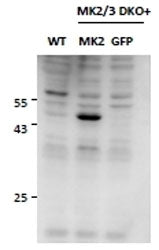 Western blot testing of mouse embryonic fibroblasat lysates from double KO mice (lanes 2 & 3) and re