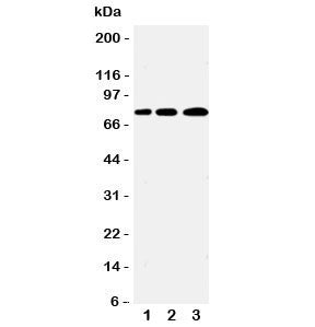 PLK2 Antibody