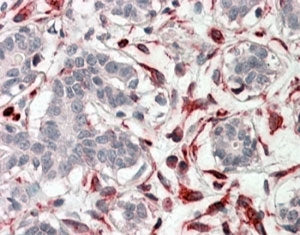 IHC testing of FFPE human breast with CXXC4 antibody at 4ug/ml. HIER: steamed with pH6 citrate buffe