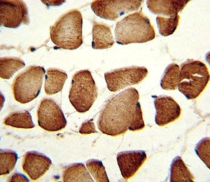 NAMPT Antibody