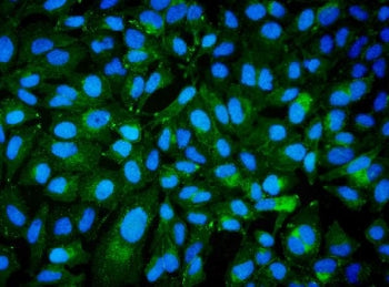 Immunofluorescent staining of FFPE human HeLa cells with BCAM antibody (green) and DAPI nuclear stai