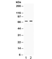 Western blot testing of 1) rat kidney and 2) human HeLa lysate with c-Rel antibody. Expected/observe
