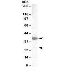 MCL1 Antibody