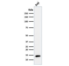 Western blot testing of human Raji cell lysate with TCL1 antibody. Predicted molecular weight ~14 kD