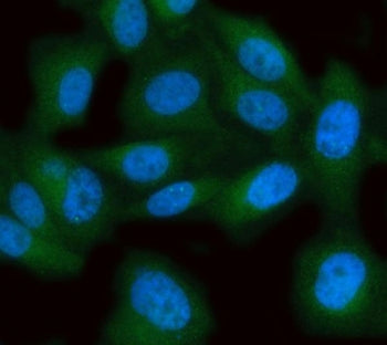 Immunofluorescent staining of FFPE human PC-3 cells with MPST antibody (green) and DAPI nuclear stai